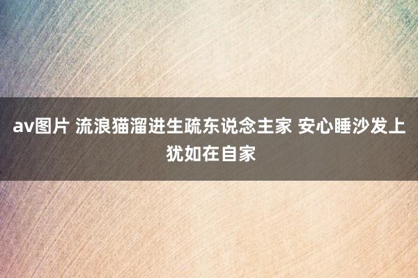 av图片 流浪猫溜进生疏东说念主家 安心睡沙发上 犹如在自家